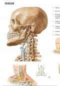 Anatomía del cuello