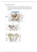 Anatomia Pelvis Uniandes
