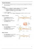 A Level Biology - Neurons, Action Potentials & Synaptic Transmission Notes