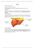 Anatomia del higado y pancreas resumen