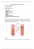 Anatomia del sistema reproductor masculino resumen
