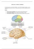 Enfermedad cerebrovascular resumen