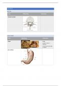 Anatomie 4, dissecties: samenvatting abdomen