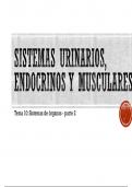 Sistemas endocrino, urinario y muscular- Biologia 