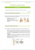 Apuntes Anatomía - Articulaciones (Sistema Locomotor)