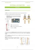 Apuntes Anatomía - Osteología (Huesos)
