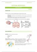 Apuntes de Anatomía - Tejido nervioso (Sistema nervioso)