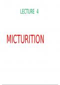 Summary of Micturition