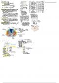 Somatosensory System 