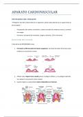 Apuntes de la anatomía del Sistema Cardiovascular
