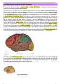 Configuración superficial del cerebro