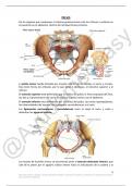 Apuntes Pelvis Anatomía I