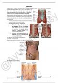 Apuntes Abdomen Anatomía I