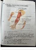 Final Exam (elaborations) KIN-110 (Kinesiology)  Trail Guide to the Body