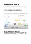 Electrifying Connections: Exploring Membrane Potential, Synapses, and Neurotransmitters, NEUROSCIENCES physiology , 2nd year class notes