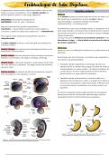 Embriología del Tubo digestivo