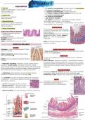 Resumen de histología del sistema digestivo 2