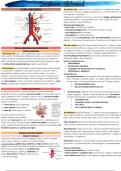 Resumen de anatomía de circulación abdominal