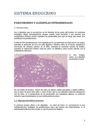 Paratiroides y glándulas suprarrenales