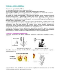 Botánica: Tema 20. Gimnospermas