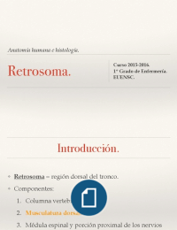 1º Enfermería; Anatomía l. Tema 6, parte 2. Retrosoma.