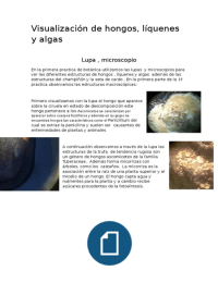 visualización de algas , liquenes y hongos