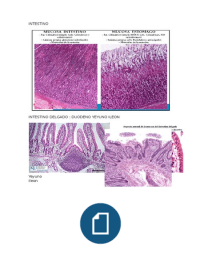 tipos de tejidos histologicos2