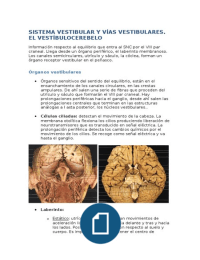 Neuro vía sistema vestibular