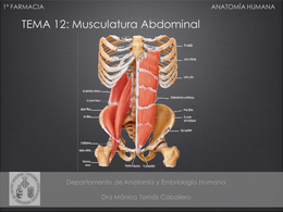 Musculatura abdominal