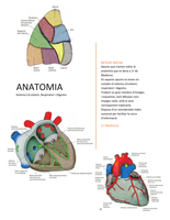 Apunts histologia, fisiologia i anatomia del sistema respiratori, circulatori i digestiu