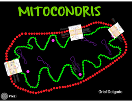 Presentación mitocondrias