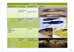 Anatomía patológica de los peces