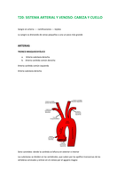 ANATOMÍA: Sistema Arterial y Venoso de la Cabeza y del Cuello