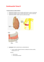 ANATOMÍA: Continuación de la Musculatura del dorso, tórax, abdomen, cuello y cabeza