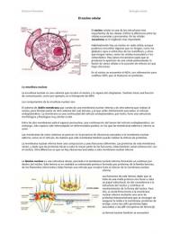 Apuntes biología celular. TEMAS 5-9 Núcleo, citoplasma, ribosomas, retículo, Golgi