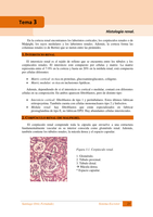 T3 y T4 Histología renal