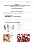 Práctica 4: Reconocimiento e identificación de insectos con importancia forense en el ámbito doméstico e industrial