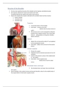 Muscles of the shoulder