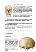 osteologia craneo