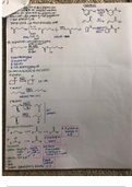 Final Study Notes 