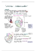 generalidades sistema cardiovascular, respiratorio, digestivo y renal