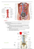 vascularisatie romp - bovenste extremiteit