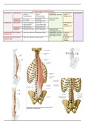 musculatuur romp: rug - buikspieren - diafragma