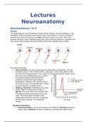 Lectures Neuroanatomy