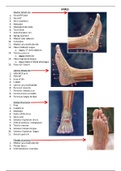 Ankle Joint and Lower Leg Clinical Evaluation/Practical Study Guide