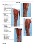 Ankle Joint and Lower Leg Clinical Evaluation/Practical Study Guide