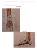 Document met plaatjes van alle spieren uit de anatomische atlas 