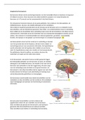 De anatomie van de hersenen 