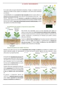 Tema 12. Plantes i microsimbionts