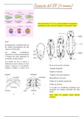 Embriologia del Sistema Nervioso